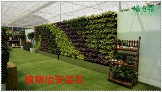 植物墙制作实例